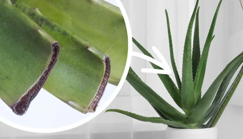 Zbliżenie na odcięte liście aloesu i wskazanie strzałką na zdrową roślinę. Dowiedz się, jak ukorzenić aloes.