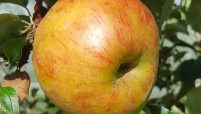 Une pomme variete de pomme reinette, jaune et rouge, mûrit sur sa branche, entourée de feuilles vertes.