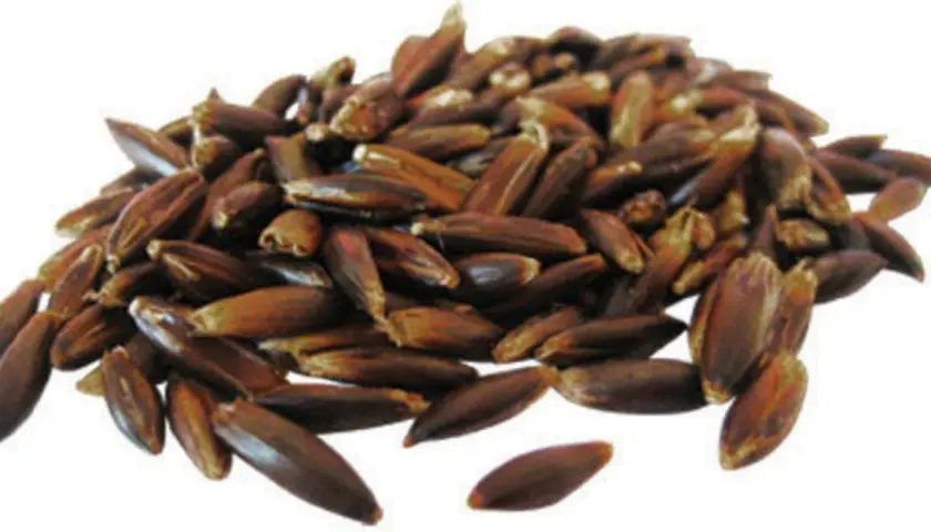 Grains d'avoine noire ou blanche, foncés et allongés, formant un tas sur fond blanc.