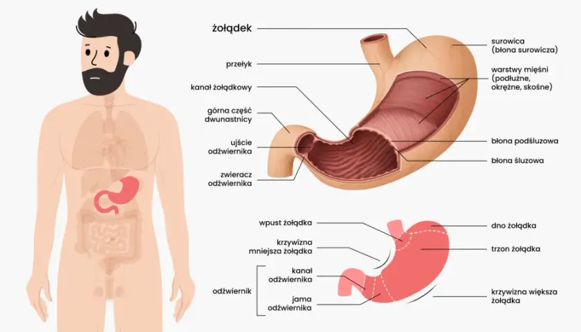 Anatomia żołądka człowieka z zaznaczonymi częściami: przełyk, wpust, dno, trzon, krzywizny, odźwiernik i dwunastnica.