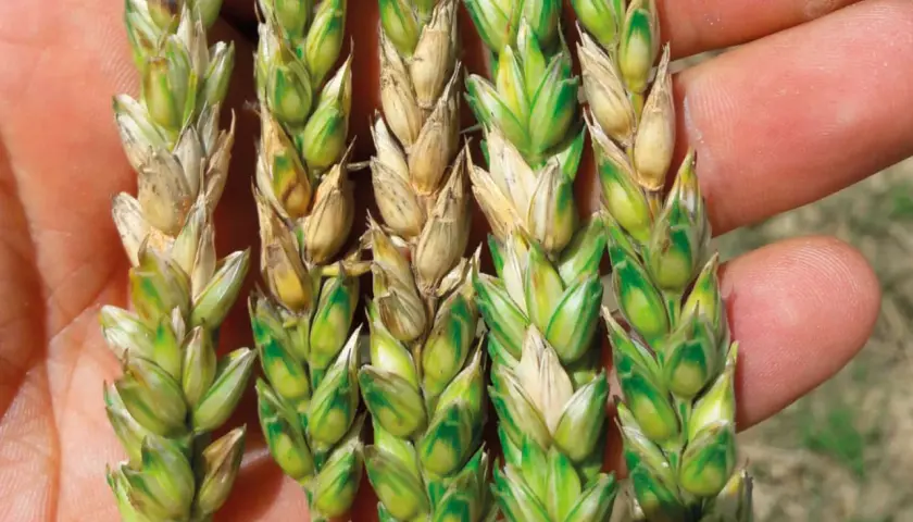 Épis de blé affectés par *Fusarium graminearum*, montrant des grains décolorés et une croissance anormale.