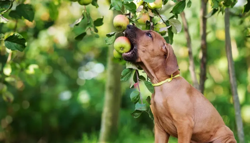 Ein junger Hund mit gelbem Halsband beißt in einen Apfel, der von einem Baum hängt. Darf Hund Apfel essen? Ja, in Maßen!