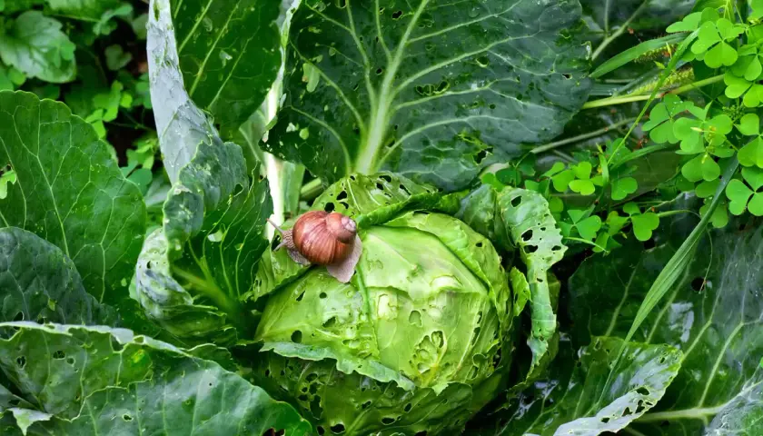 Lumaca su cavolo, un esempio di antilumaca naturale fai da te. Le foglie verdi sono bucherellate, ma la lumaca sembra godersi il suo pasto.