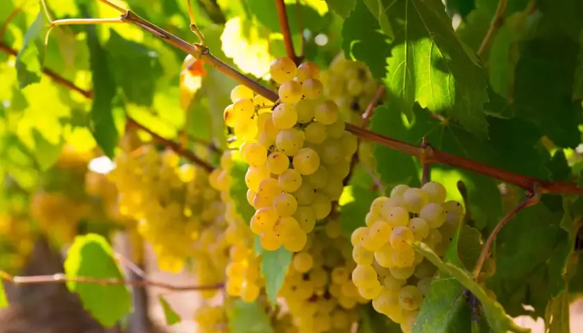 Grappes de raisins blancs mûrs, baignant dans la lumière du soleil, évoquant la richesse d'une région de chardonnay.