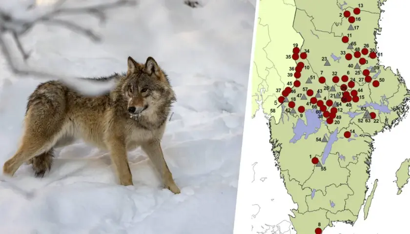 En varg i snön bredvid en karta som visar hur många vargar det finns i Sverige.