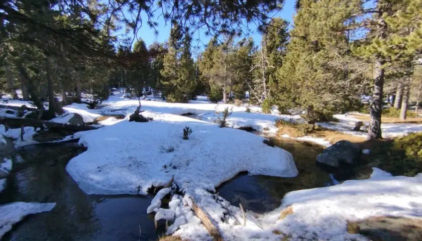 El estany de l'Orri, un rierol serpenteja entre la neu i els pins.
