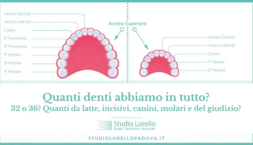 Illustrazione delle arcate dentali superiore e inferiore, con etichette che indicano incisivi, canini e molari. Quanti denti abbiamo?