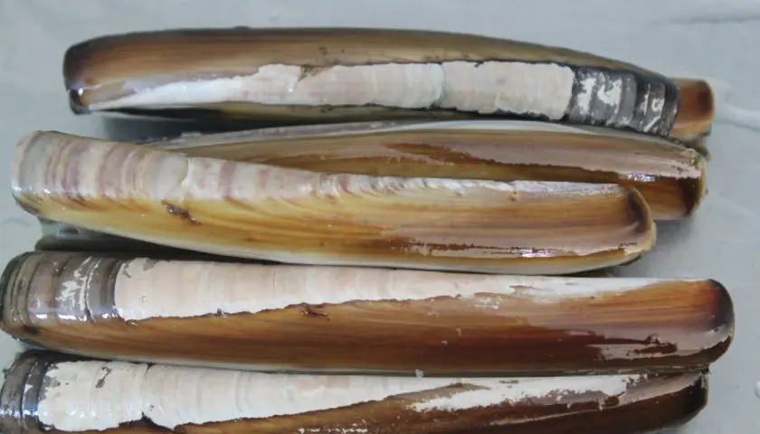 Navajas y longueirones apilados, mostrando la diferencia entre sus conchas alargadas y marrones.