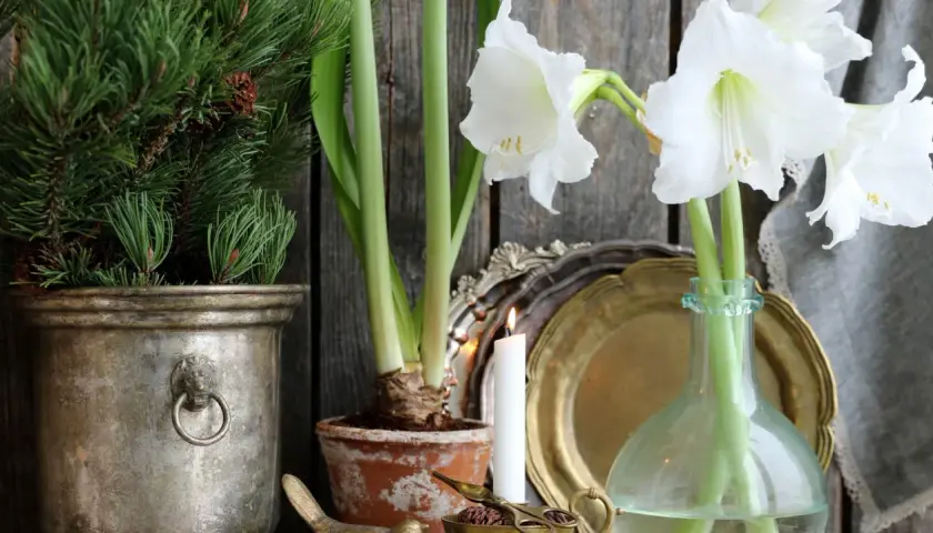 Vita snitt amaryllis blommar vackert bredvid en julgran i en metallkruka. En tänd ljus och antika dekorationer skapar en mysig julstämning.