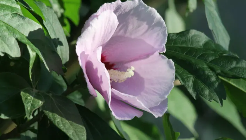 Une fleur de *Hibiscus syriacus* rose pâle s'épanouit parmi des feuilles vertes luxuriantes, baignée par la lumière du soleil.