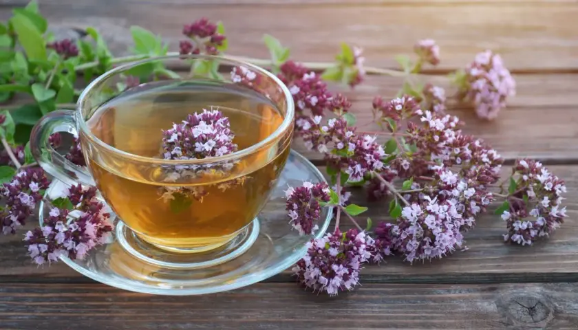 Aromatyczna herbata z oregano w szklanej filiżance, otoczona świeżymi gałązkami. Gdzie kupić tę cudowną herbatę?