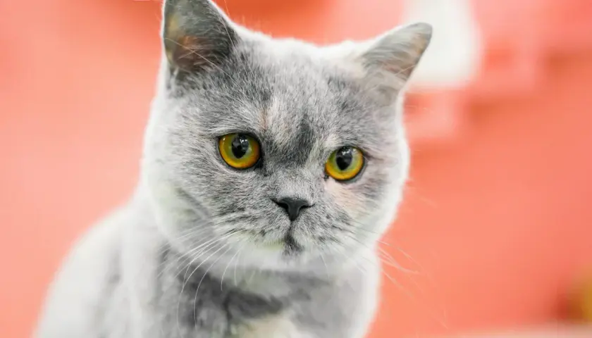 Un gato gris con penetrantes ojos amarillos mira fijamente.