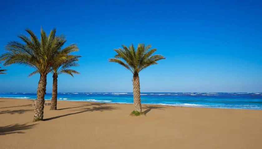 Palmeras en la playa de arena dorada de la costa Denia, con el mar azul intenso y el cielo despejado.
