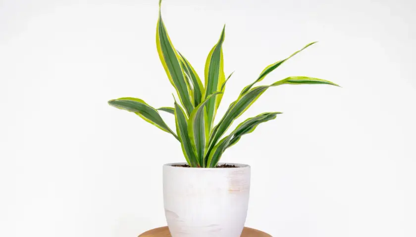 Dracena w białej doniczce, z liśćmi w odcieniach zieleni i żółci. Dobra ziemia to klucz do jej piękna.