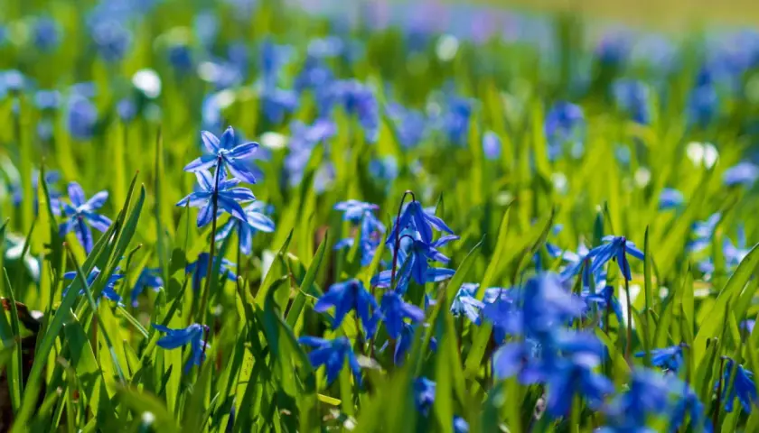 Ein Feld voller blauer Scilla-Pflanzen im Sonnenschein. Die zarten Blüten bilden einen Teppich aus Farbe im grünen Gras.