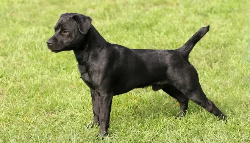 Czarny patterdale terrier stoi na zielonej trawie, gotowy do zabawy.