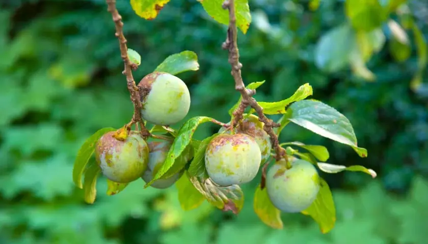 Pruniers reine-claude avec des fruits verts, certains marqués. Idéal pour savoir quand tailler les pruniers reine-claude.