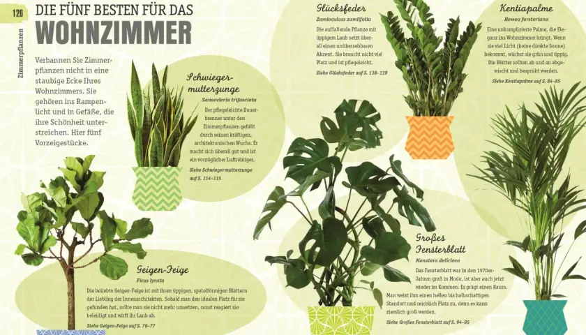 Fünf Pflanzen für das Wohnzimmer: Schwiegermutterzunge, Glücksfeder, Kentiapalme, Geigen-Feige und Großes Fensterblatt.