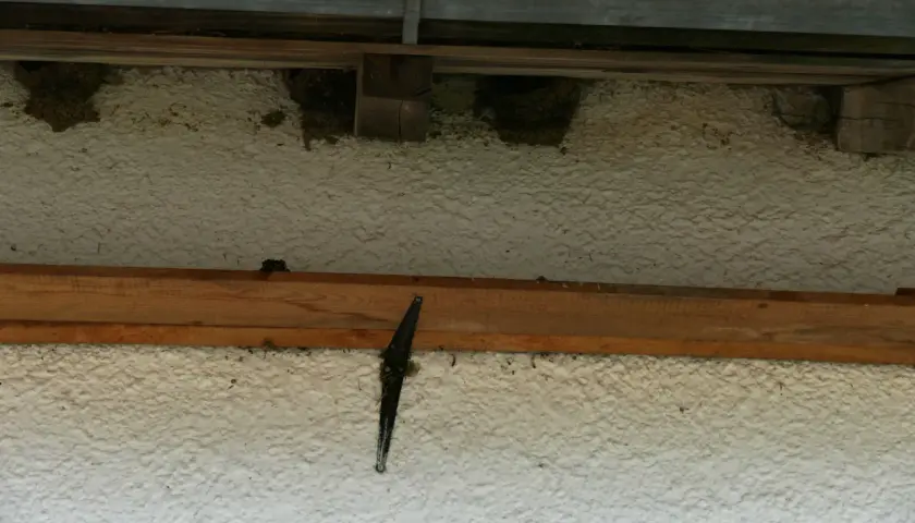 Mehrere Schwalbennester am Haus unter dem Dachvorsprung. Ein schwarzer Scharnierflügel ist an der Hauswand befestigt.