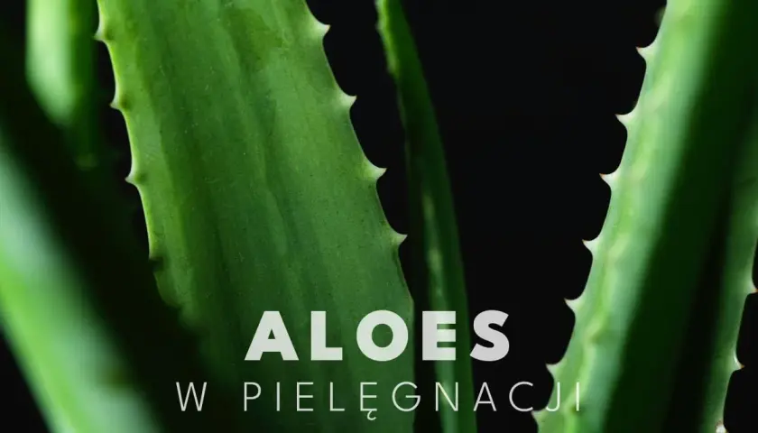 Zbliżenie na soczyste liście aloesu, idealne do pielęgnacji twarzy.