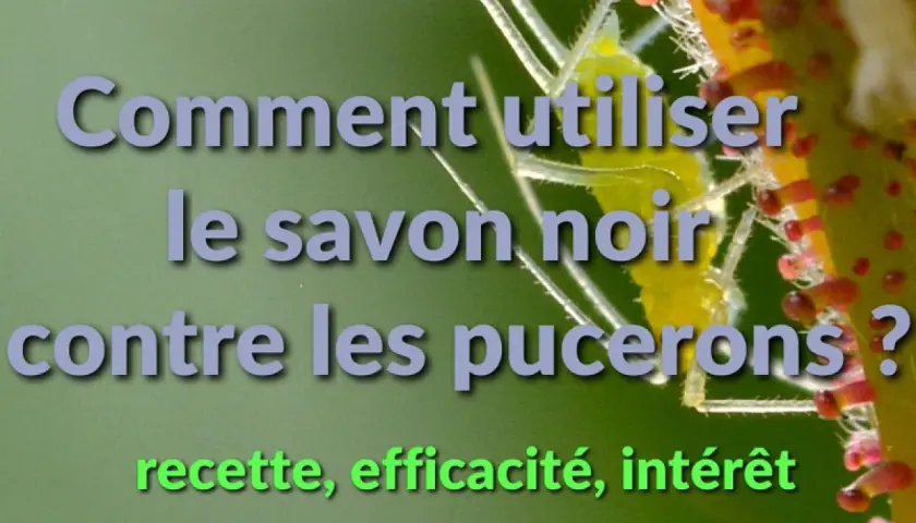 Comment utiliser le savon noir contre les pucerons ? Recette, efficacité, intérêt.