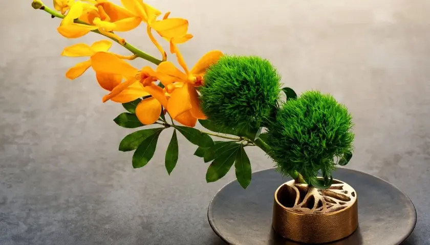 Elegante Ikebana Beispiele: leuchtend orangefarbene Orchideen und zwei grüne, kugelförmige Blüten auf einem dunklen Teller in einem kunstvollen goldenen Halter.