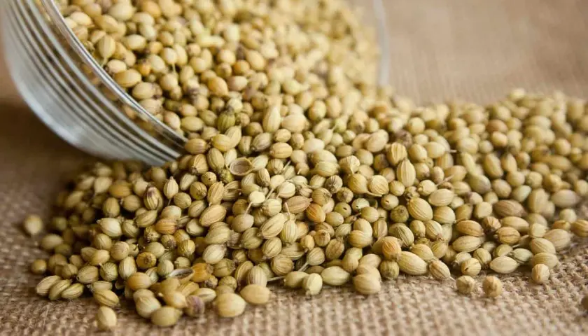 Ziarna kolendry, idealne do przyprawiania potraw, dodają aromatu i smaku.
