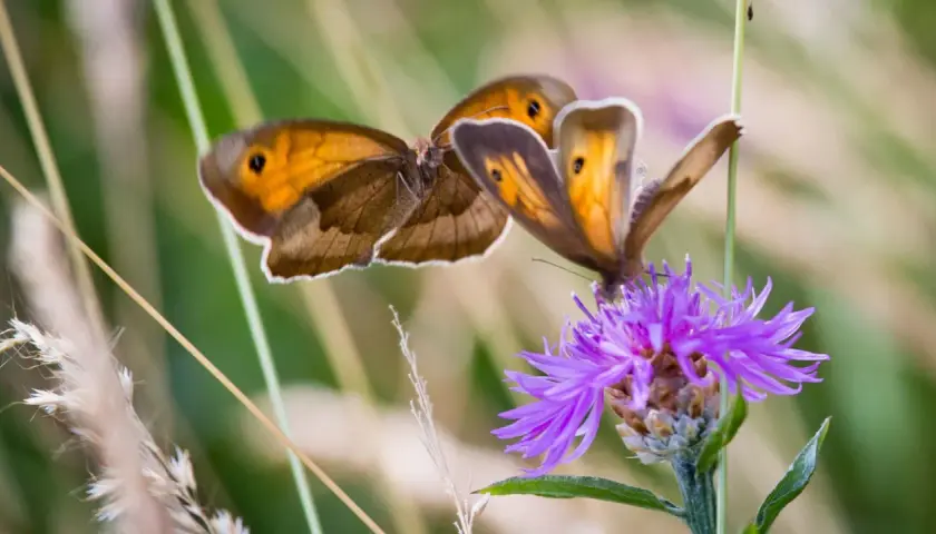 Zwei orange-braune Schmetterlinge auf einer lila Blüte. Eine Bestimmungstafel für Schmetterlinge würde diese Exemplare als Wiesenschecken identifizieren.