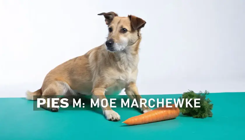 Czy pies może jeść marchew? Ten piesek zastanawia się nad tym, patrząc na pomarańczową marchewkę.