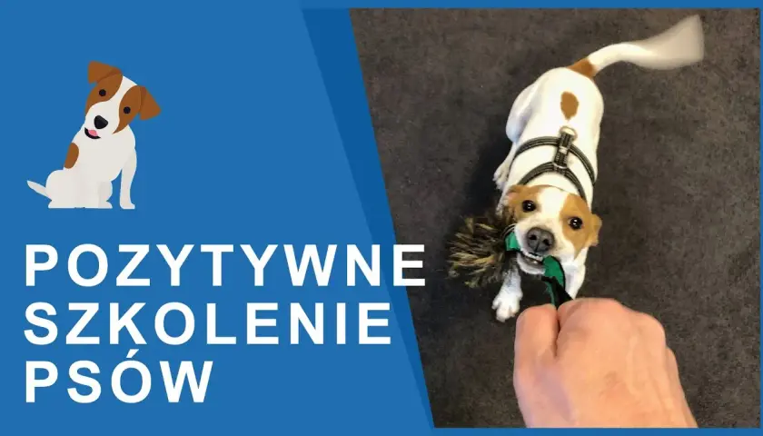 Tresura Jack Russell Terriera: Klucz do posłuszeństwa i szczęścia psa?