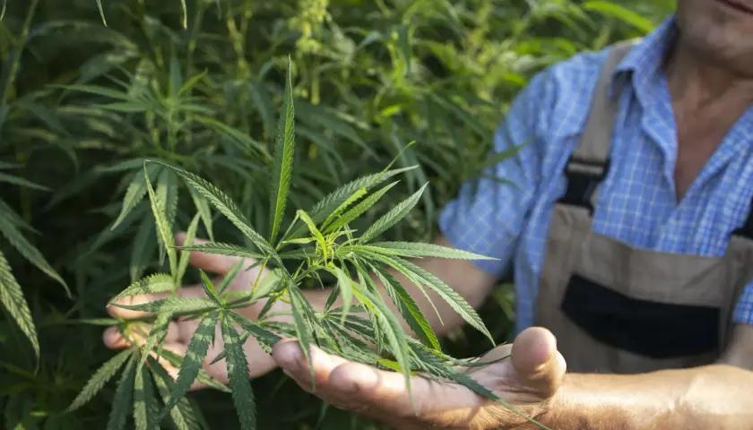 Konopie siewne jako roślina wielozadaniowa: od biomasy po produkty konopne