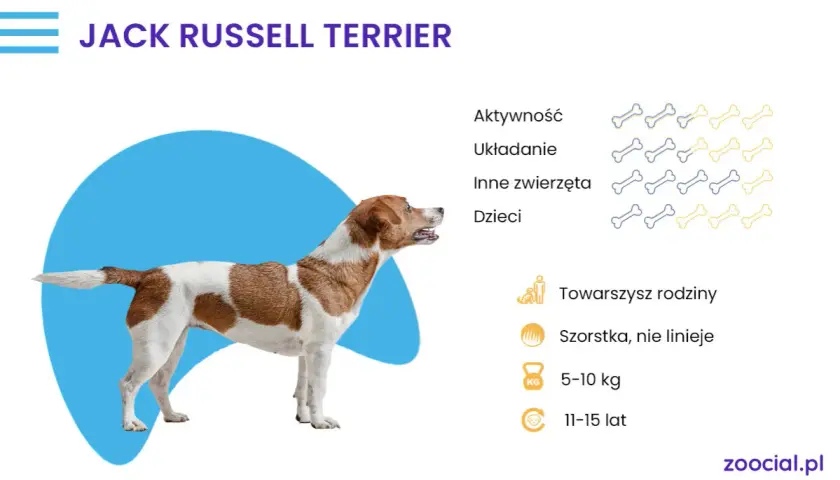 Stojące uszy u jack russell terriera - czy to wada czy zaleta rasy?