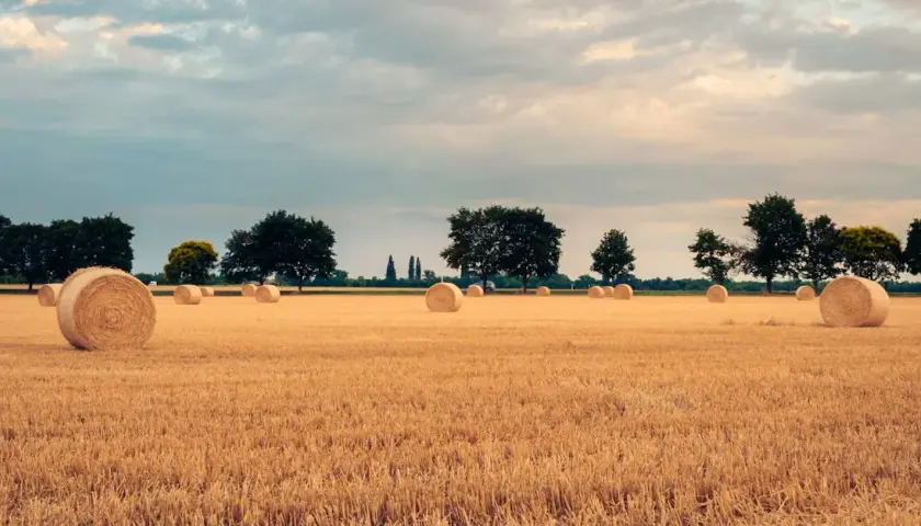 Ceny hektara ziemi: Co musisz wiedzieć przed zakupem i jakie są obecne ceny?