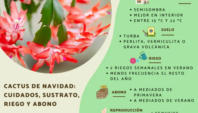Cactus de Navidad: cuidados, ubicación, suelo, riego y abono. Consejos para su cultivo.