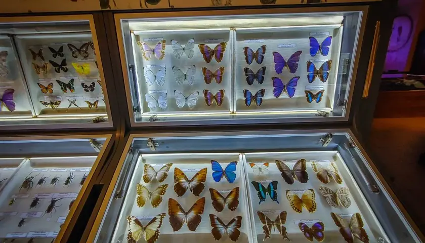 Wystawa motyli w muzeum przyrodniczym. Kolorowe okazy w gablotach zachwycają.