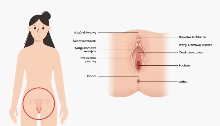 Anatomia kobieca: gdzie jest łechtaczka, wargi sromowe, pochwa i inne narządy.
