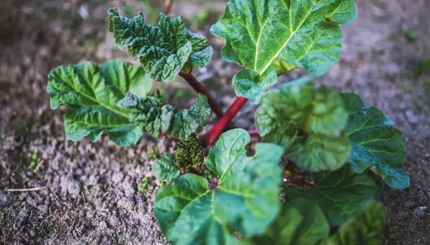 Jeune plant de rhubarbe aux grandes feuilles vertes et aux tiges rouges, prêt à pousser.
