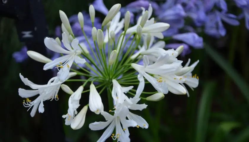 Gros plan sur une ombelle d'agapanthes blanches aux pétales délicats, avec des bourgeons et des fleurs bleues floues en arrière-plan. Ces graines agapanthe promettent de nouvelles floraisons.