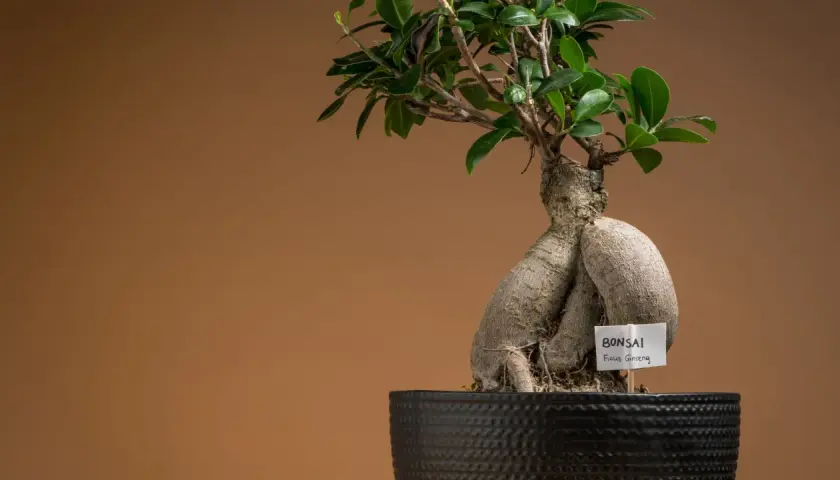 Bonsai fikus mikrokarp, znany jako Ficus Ginseng, z grubym, rzeźbionym pniem i zielonymi liśćmi w czarnej donicy.