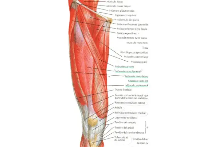 Todo sobre el músculo anterior del muslo: funciones y anatomía esenciales