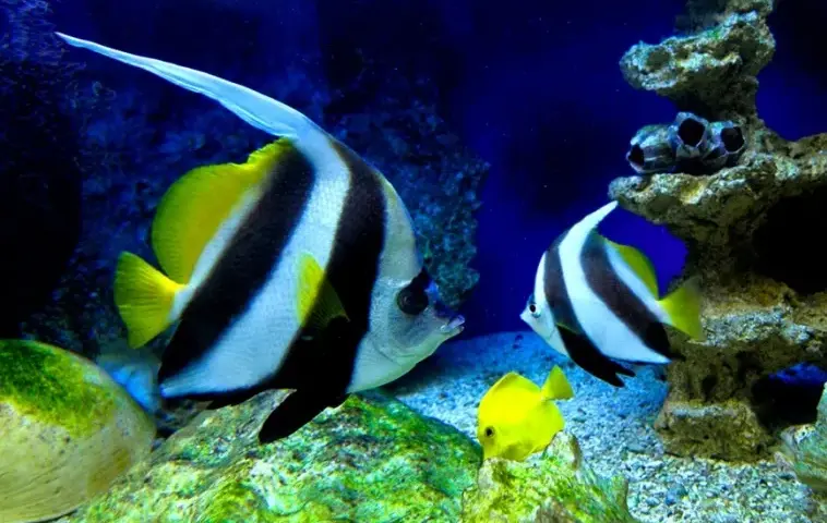 Oceanarium Międzyzdroje - nie przegap wyjątkowych atrakcji i godzin otwarcia