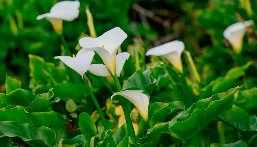 Des callas blancs aux formes élégantes émergent d'un feuillage vert luxuriant. La calla plante, symbole de pureté, s'épanouit.