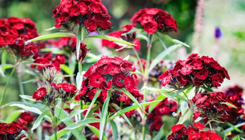 Rote Bartnelken, winterhart und üppig blühend, mit zarten Blütenblättern und grünen Blättern im Garten.