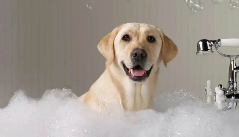 Ein glücklicher Labrador genießt ein Schaumbad. So einfach und angenehm können Hunde sauber bekommen!