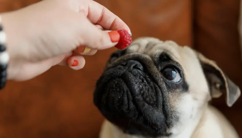 Ein süßer Mops-Hund schaut erwartungsvoll auf eine Himbeere, die ihm von einer Hand angeboten wird.