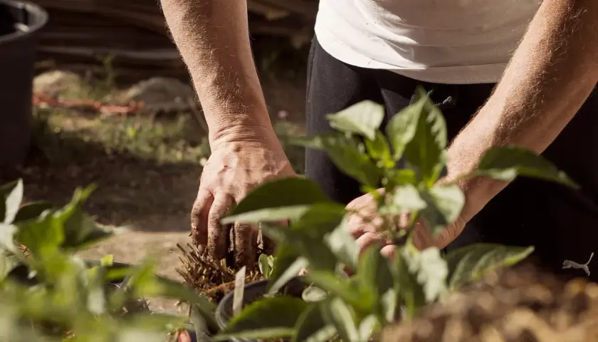 Hände arbeiten im Boden, um Pflanzen zu setzen. Ein Zeichen für lebendigen Landbau und die Verbindung zur Natur.