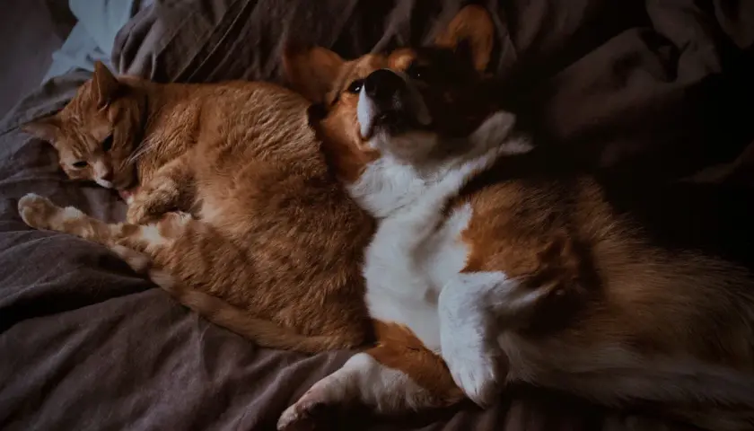 Pomarańczowy kot i corgi leżą razem, jakby badali poziom kreatyniny w surowicy.