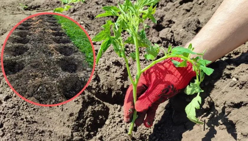 Sadzenie pomidora. Widać przygotowane dołki w ziemi, idealna jaka ziemia do pomidorów zapewni mu wzrost.