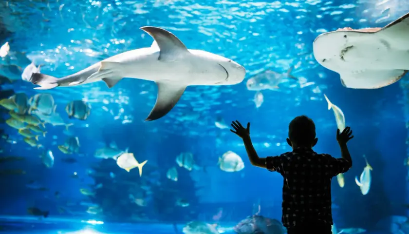 Chłopiec z zachwytem obserwuje rekina i płaszczki w Oceanarium Gdańsk. Niezapomniane atrakcje dla całej rodziny.