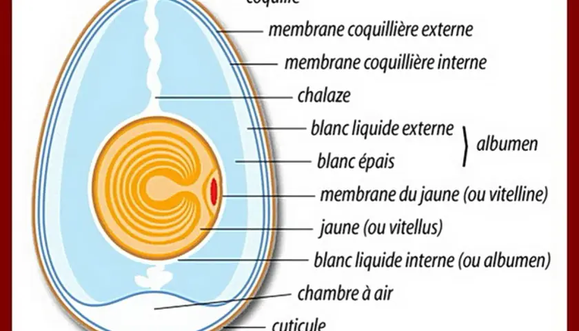 Schéma détaillé de la composition d'un œuf, montrant la coquille, les membranes, le blanc (albumen) et le jaune (vitellus).